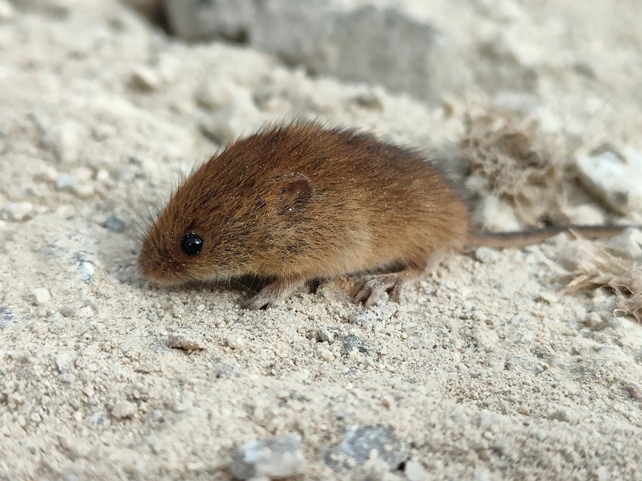 Harvest Mouse at Carland Cross