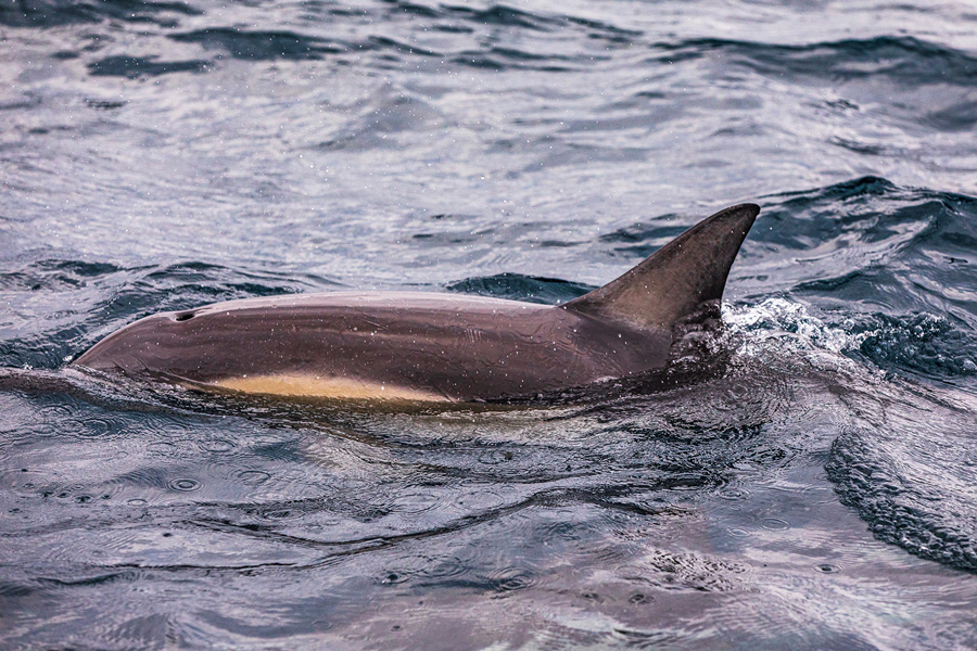 Marine Mammal Image