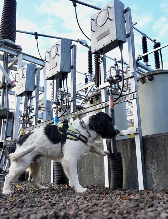 Sniffer Dog detecting network faults